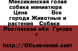 Мексиканская голая собака миниатюра › Цена ­ 53 000 - Все города Животные и растения » Собаки   . Ростовская обл.,Гуково г.